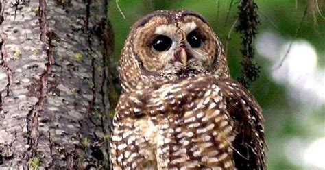 Judge probes eight-month wait in federal minister’s owl protection recommendation